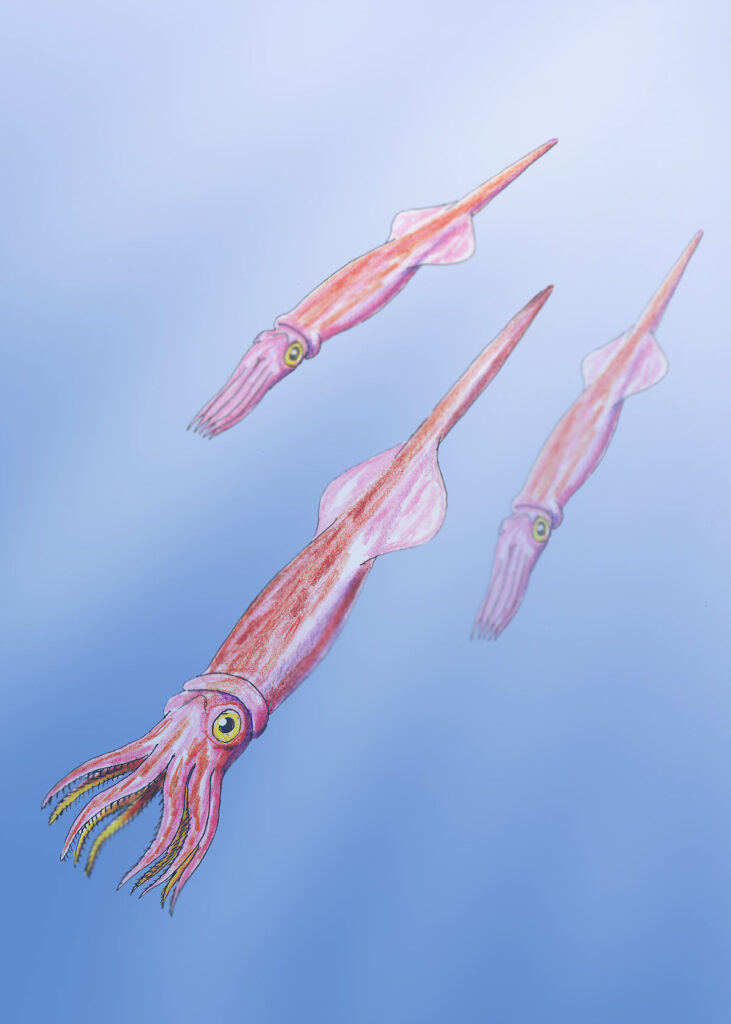 Belemnites