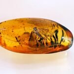 Fósiles en Ámbar Báltico