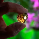 Fósiles en Ámbar de Chiapas