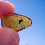 Fósiles en Ámbar Dominicano