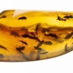 El Ámbar: La resina fosilizada de origen vegetal