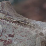 Descubre el fascinante período Silúrico: su origen y fechas clave