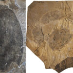 Descubre los fósiles del período Cámbrico: sumérgete en la historia fascinante de nuestro planeta