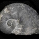 Descubre las increíbles evidencias del Carbonífero: un viaje fascinante al pasado