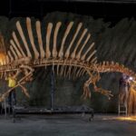 El Paleógeno: Transformación de vida en nuestro planeta