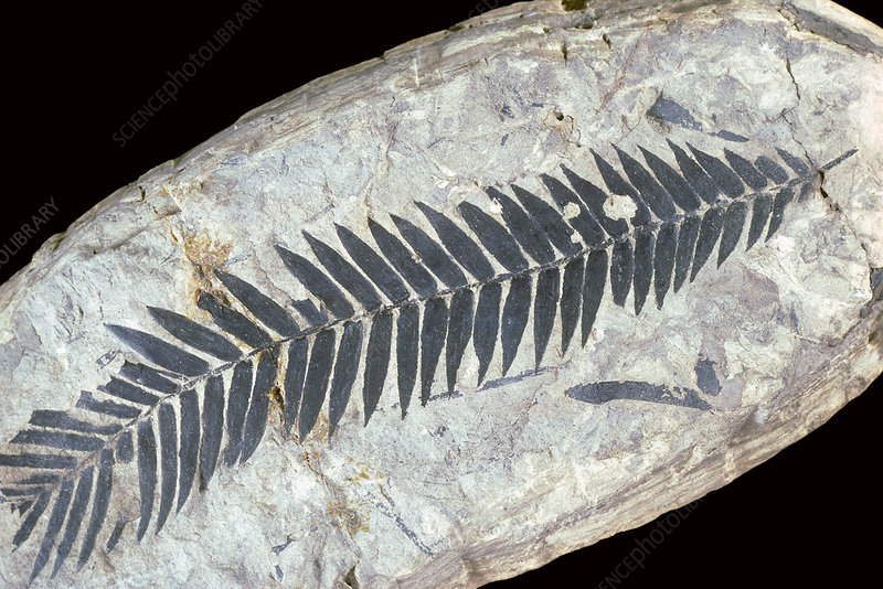 fossil Cycads