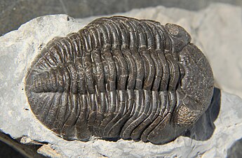 trilobites