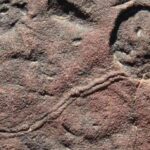 ¡Descubre la Importancia del Cámbrico para Revelar la Fascinante Historia de la Vida en la Tierra!