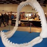 Los Fósiles del Megalodón