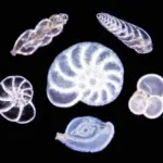 Foraminífera: Microorganismos con conchas del Cenozoico