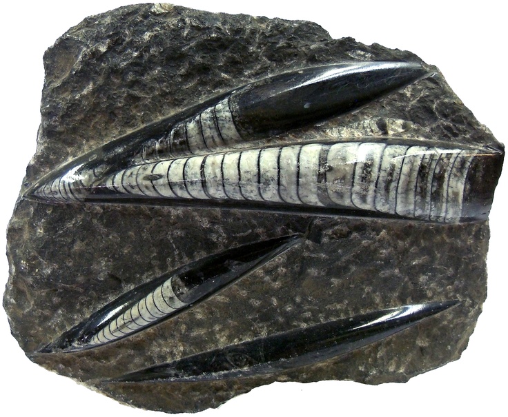 Belemnites