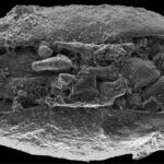 Ostrácodos: Crustáceos microscópicos con conchas del Paleozoico