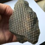 Sigillaria: Fósiles de plantas del Carbonífero con patrones distintivos en la corteza