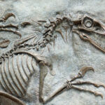 Descubre los tipos de vida fascinantes de cada era geológica: Una guía completa para sorprenderte