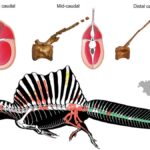 Deslumbra con la increíble relación entre la evolución y la paleontología