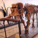 Descubrimiento asombroso: Elefante Fósil Revelado