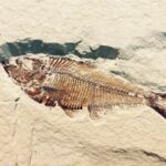 Fósiles: La emocionante relevancia del estudio de la evolución y la selección natural