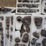 La increíble trascendencia de la paleontología: reconstruyendo ecosistemas antiguos