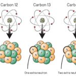 Datación de fósiles: Descubre sus secretos y revela su historia ancestral