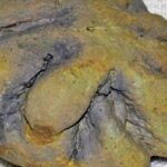 Audaces avances en paleontología: descubre las claves de los últimos años