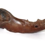 Descubre los fascinantes fósiles y su relevancia en la Paleontología